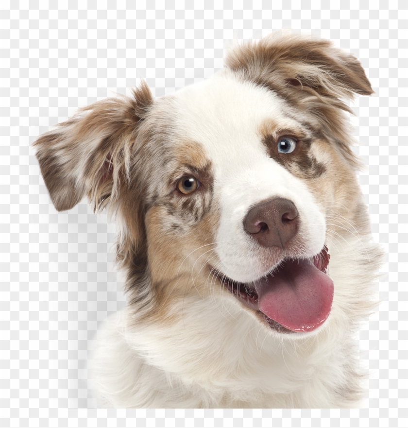 Dogswell Dog Treats Now Include Three New Formulas - Dog 800x 800 Clipart