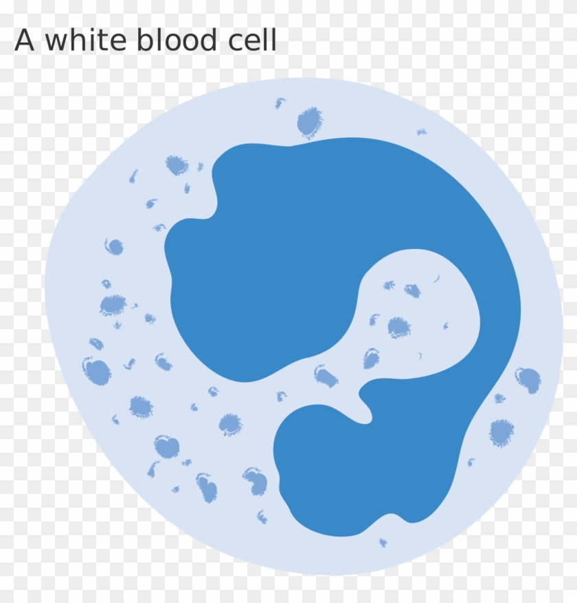 White Blood Cell Png - White Blood Cell Clipart #2694630