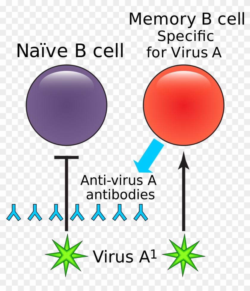 Memory B Cell - Memory Cells Immune System Clipart