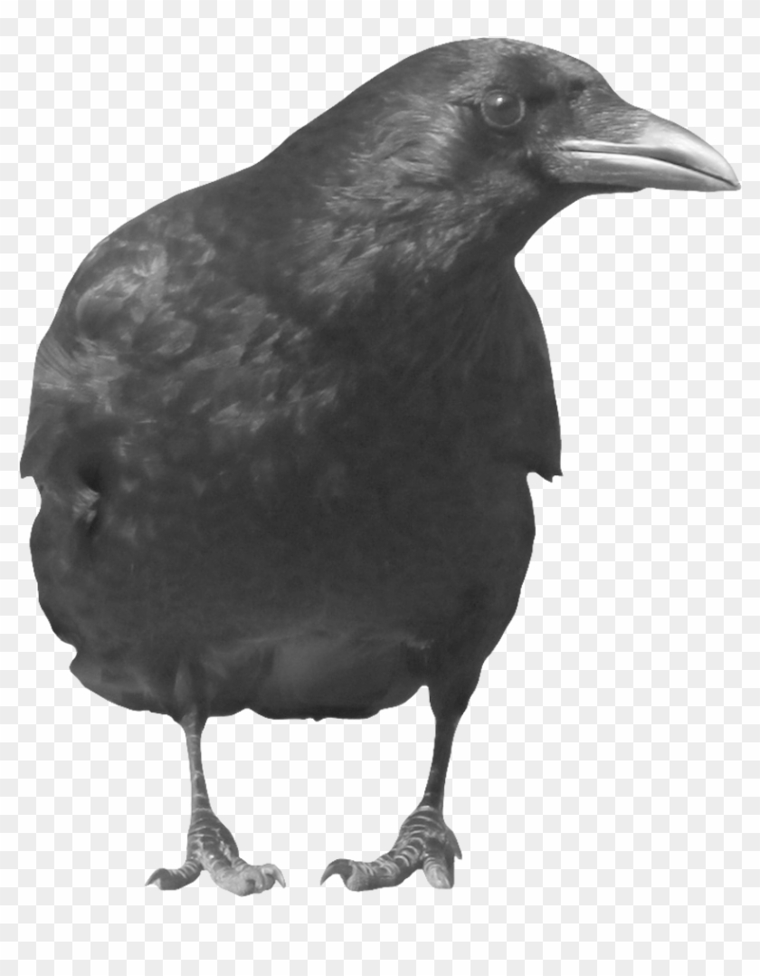 Crows Png - Black Crow Transparent Background Clipart