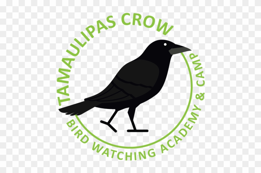 Tamaulipas Crow - Sagopa Kajmer Clipart #2694967