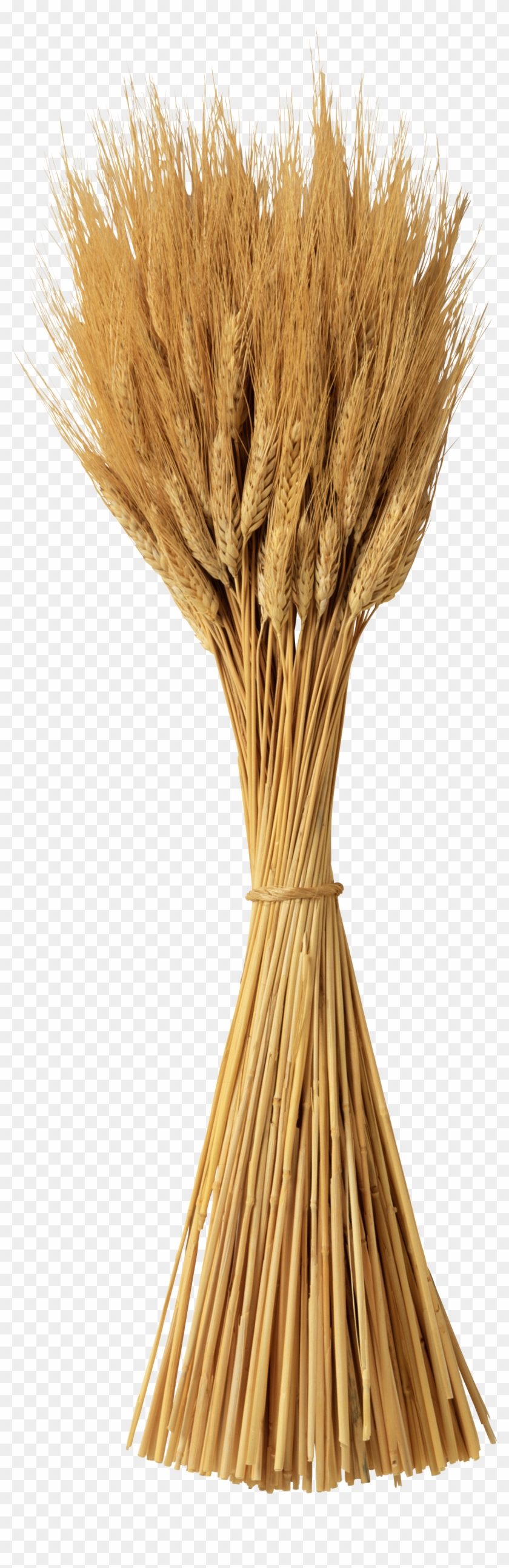 Wheat Png - Колосья Пшеницы На Прозрачном Фоне Clipart