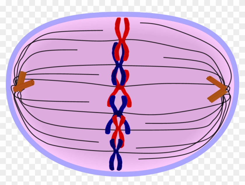 Vector Library Chromosome Drawing Clip Art - Metaphase Cell - Png Download