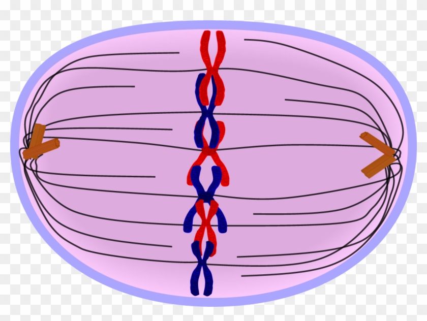 Vector Library Chromosome Drawing Clip Art - Metaphase Cell - Png Download #2696213
