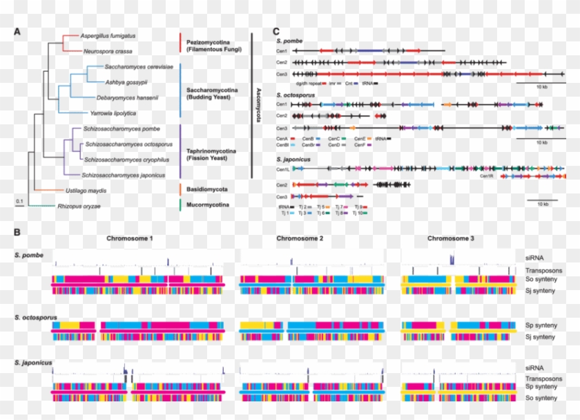 Schizosaccharomyces Phylogeny And Chromosome Structure - Schizosaccharomyces Phylogeny Clipart
