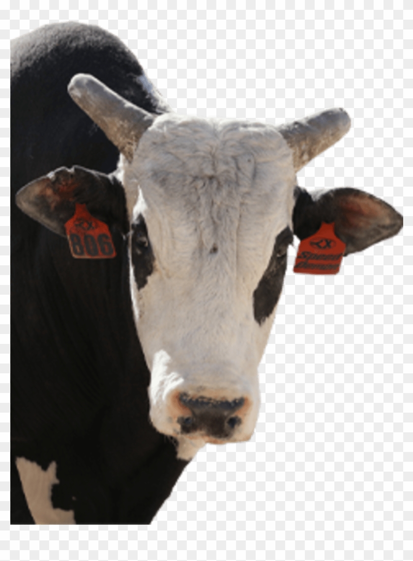 Bull Score - Dairy Cow Clipart #2696469