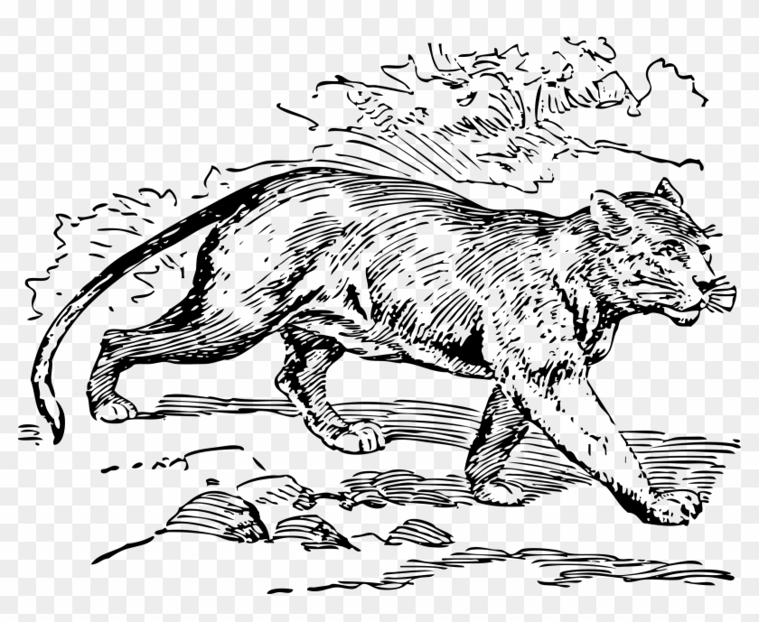 Puma Png - Mountain Lion Image Black And White Clipart