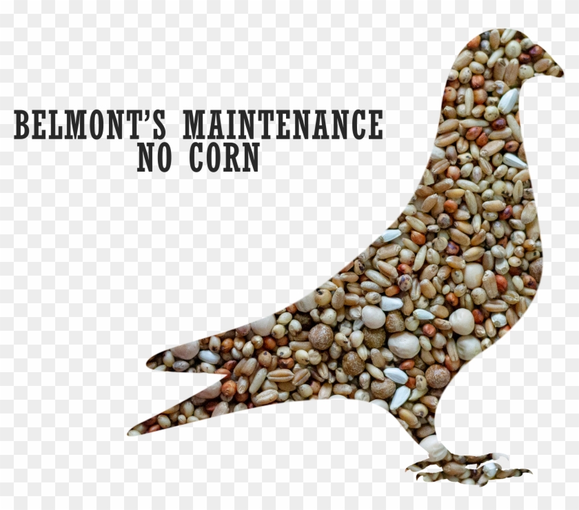 Belmont S Maintenance No Corn 2 - Pigeons And Doves Clipart #2698712