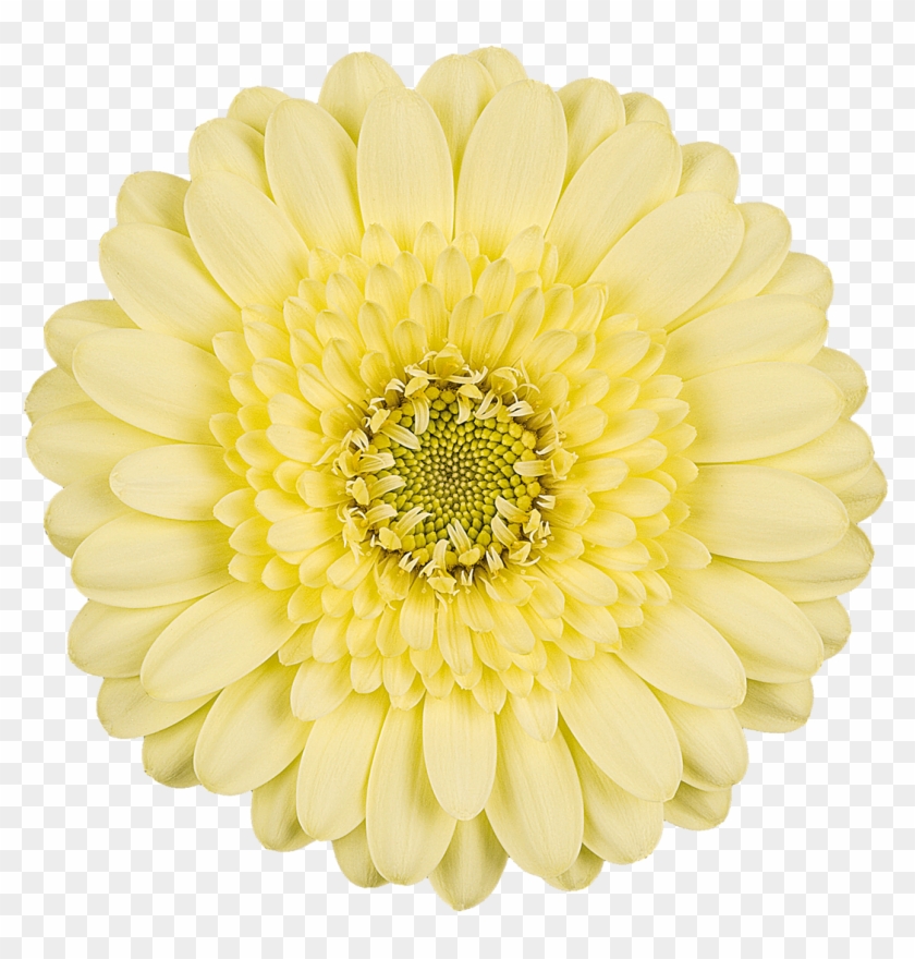 Free Flower Fridays On Facebook - Barberton Daisy Clipart #2698842