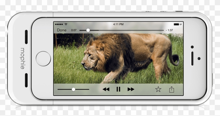 Shoot Photos And Video Directly To Space Pack With - Masai Lion Clipart