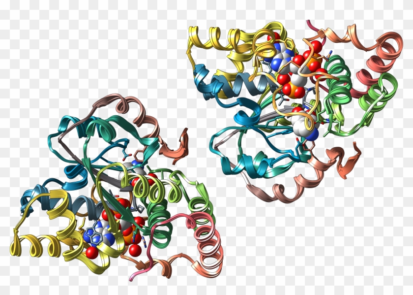 Sulfotransferase Sult1a3 - Aryl Sulfotransferase Clipart