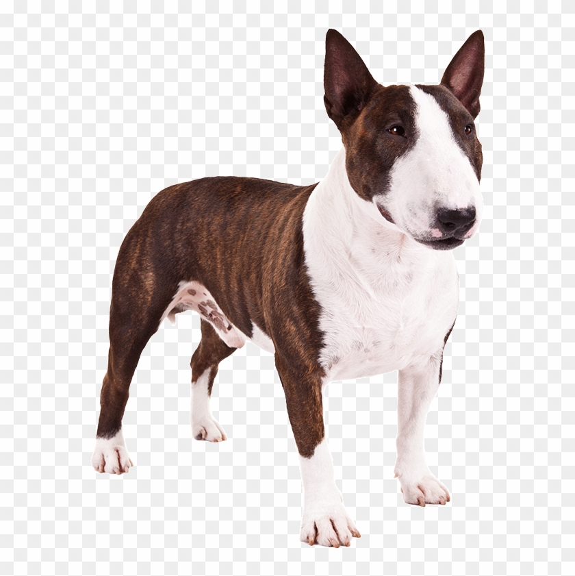 Perro Pitbull Png - Mini Bull Terrier Png Clipart #272494