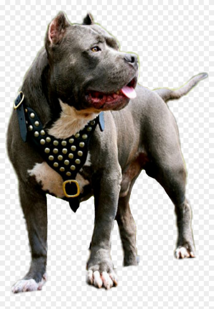 Sticker - American Pitbull Terrier Clipart