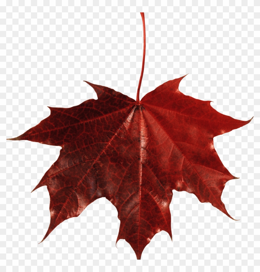 Nature - Maple Leaf With Transparent Background Clipart