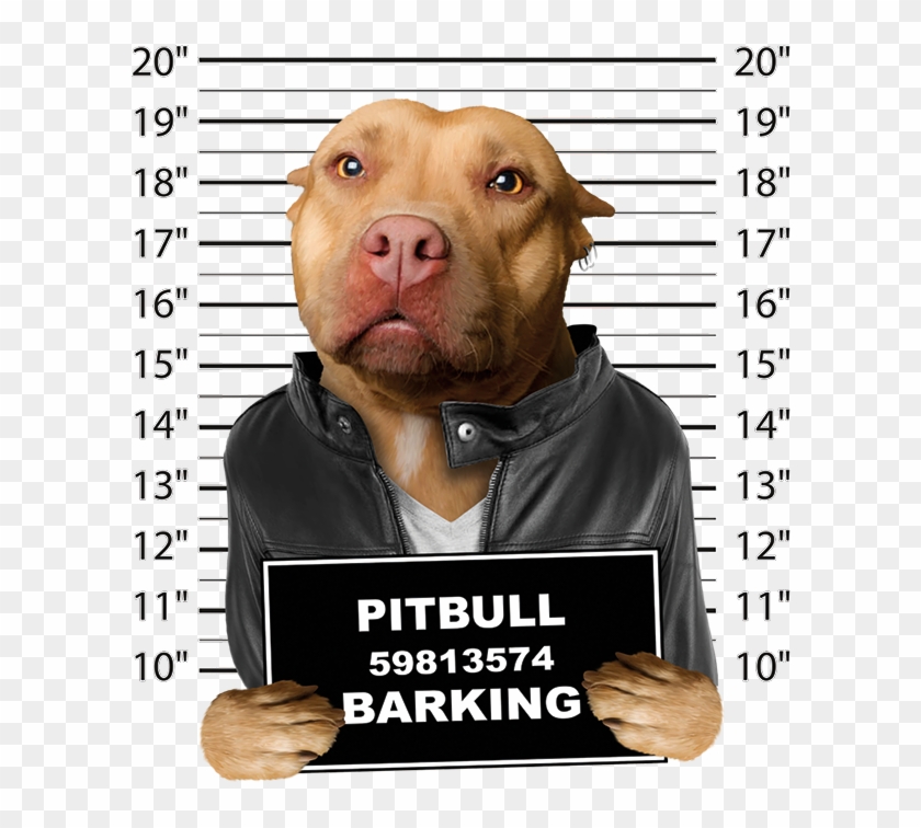 Pitbull Mugshot Clipart