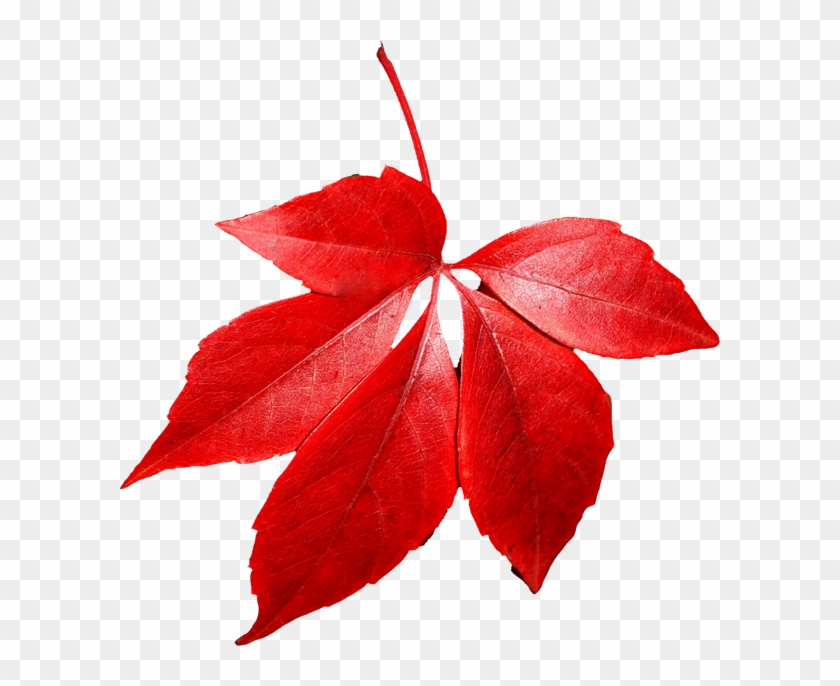 Autumn Leaves In Png - Red Autumn Leaf Png Clipart #273996