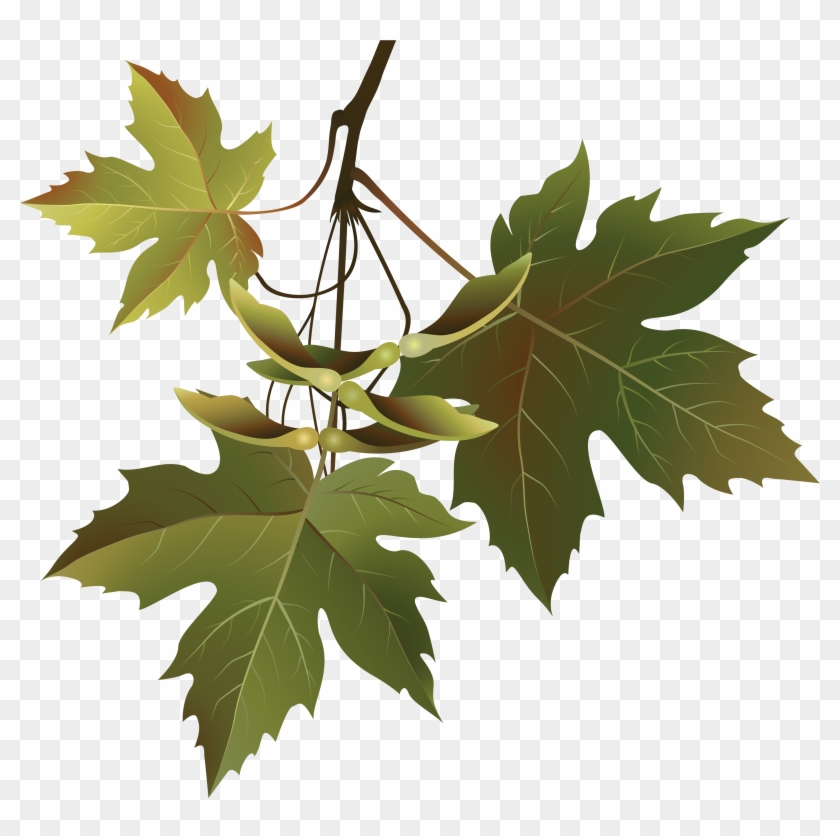 Autumn Leaves Branch Png Clipart Image - Leaves With Branches Clipart Transparent Png