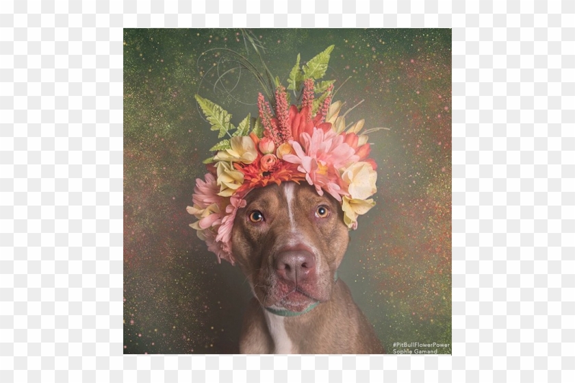 Bloompop - Pit Bull Clipart #274163