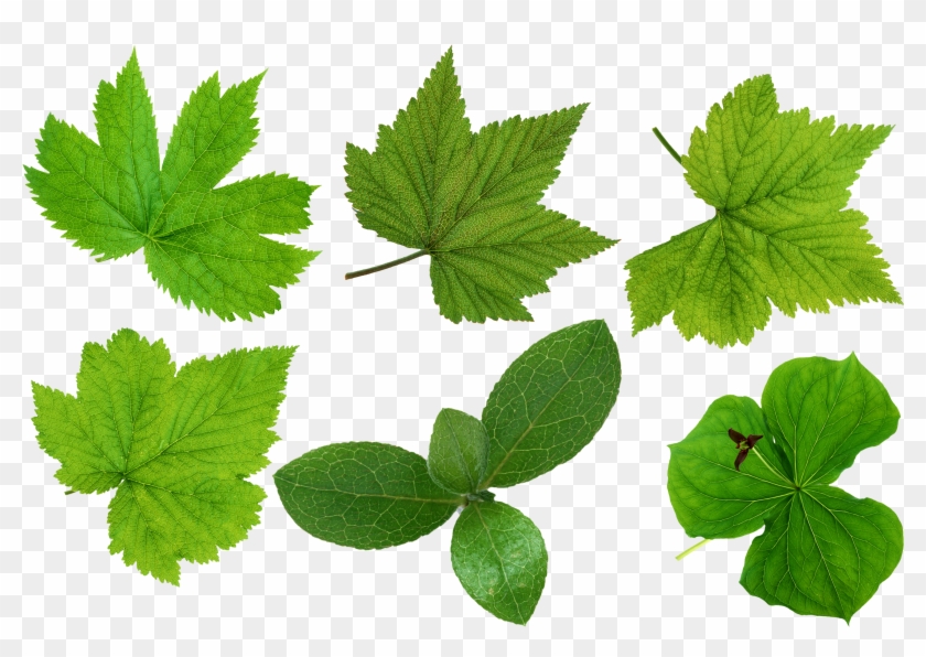 Free Icons Png - Green Leaves Png Clipart #274236