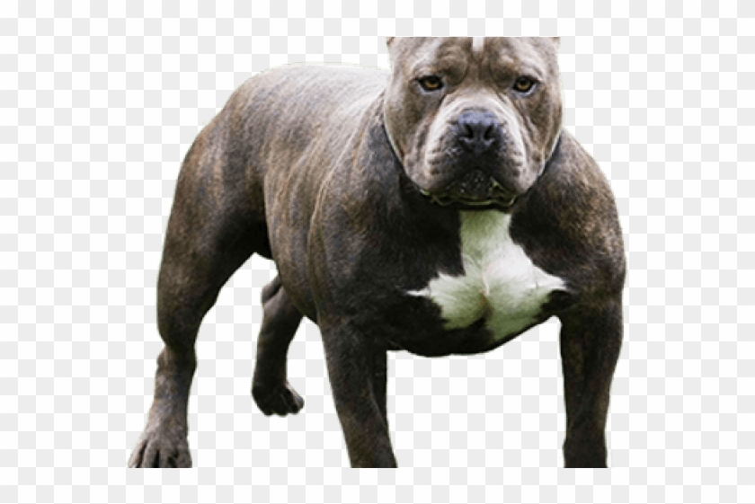 Profile Clipart Pitbull - Top Dangerous Dogs In World - Png Download #274333
