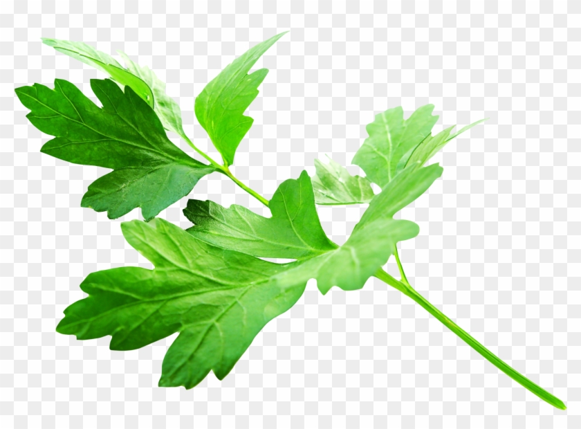 Download Parsley Leaves Png Image - Parsley Png Clipart