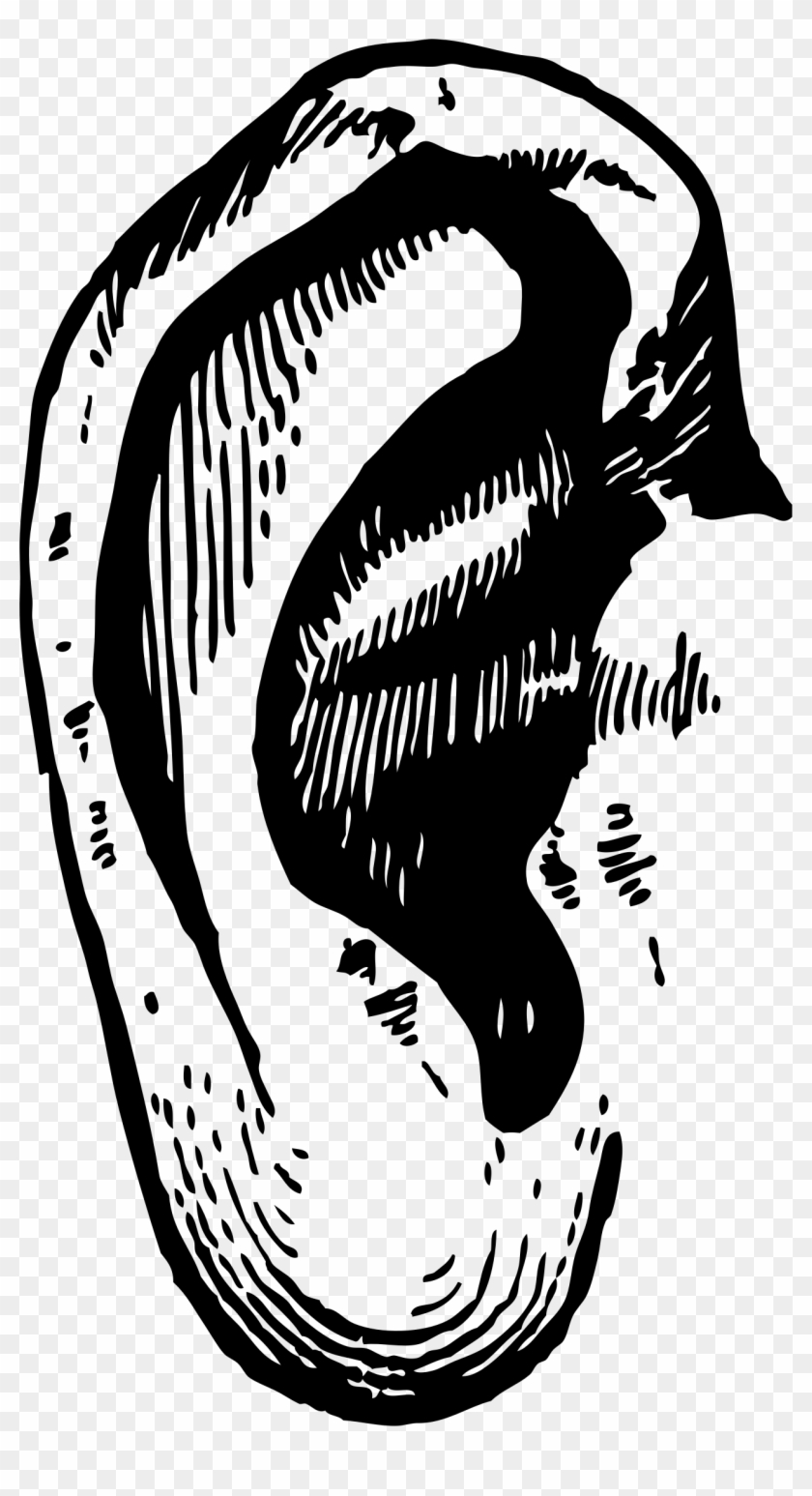 People - Ears - Ear Transparent Clipart #276341