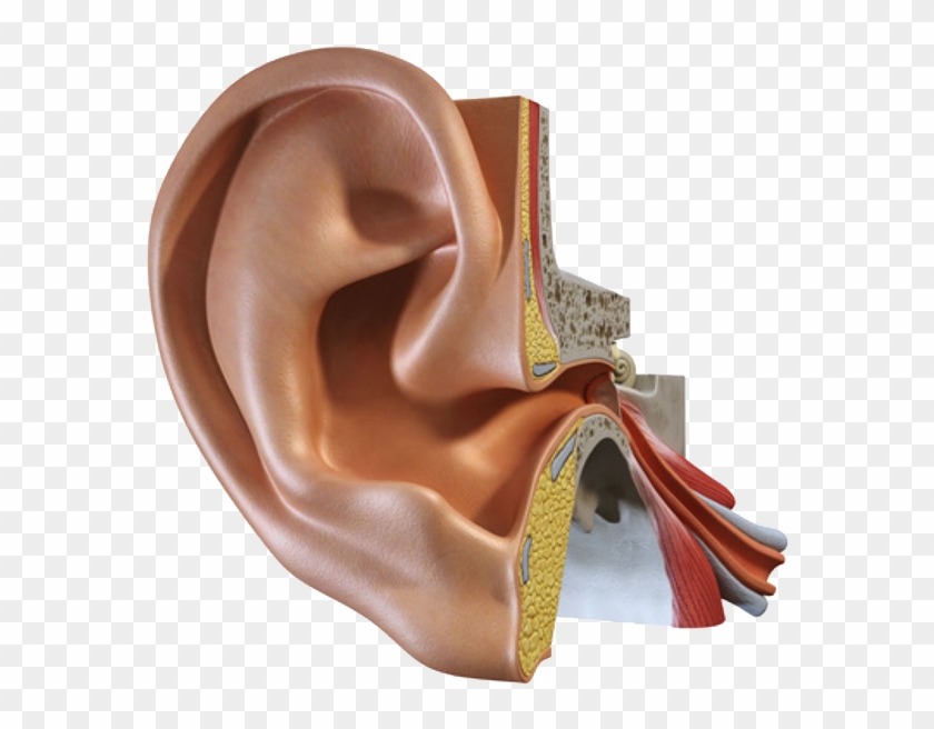 Ear Png Photo - Ear Institute Clipart