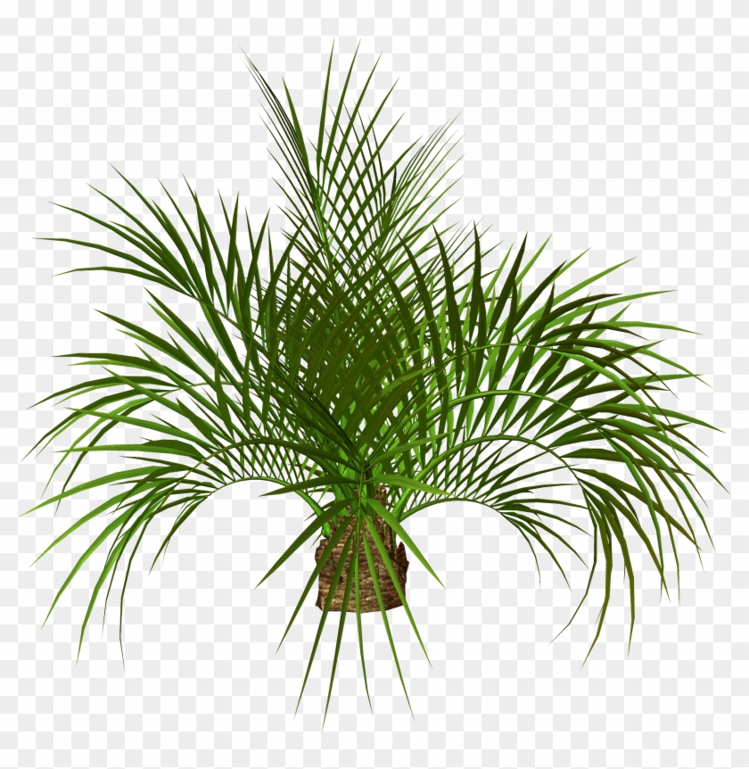 Palm Tree Fronds Png - Tree Png Clipart