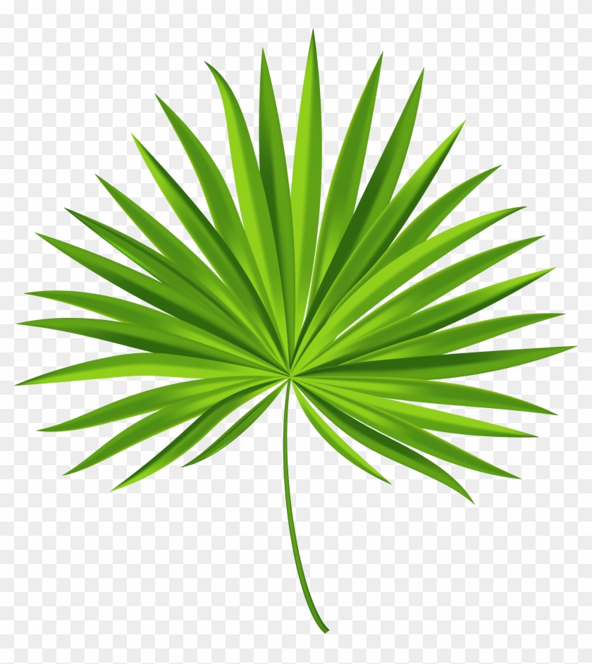 Exotic Palm Leaf Transparent Png Clip Art Image #277013