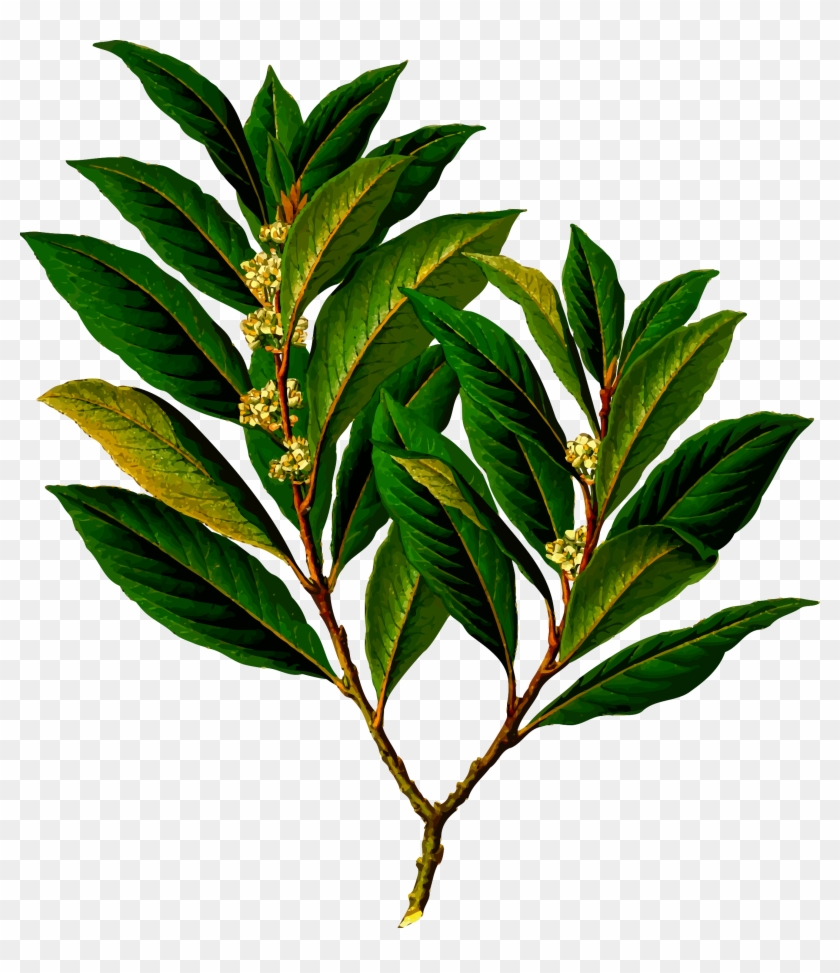 This Free Icons Png Design Of Bay Laurel Clipart