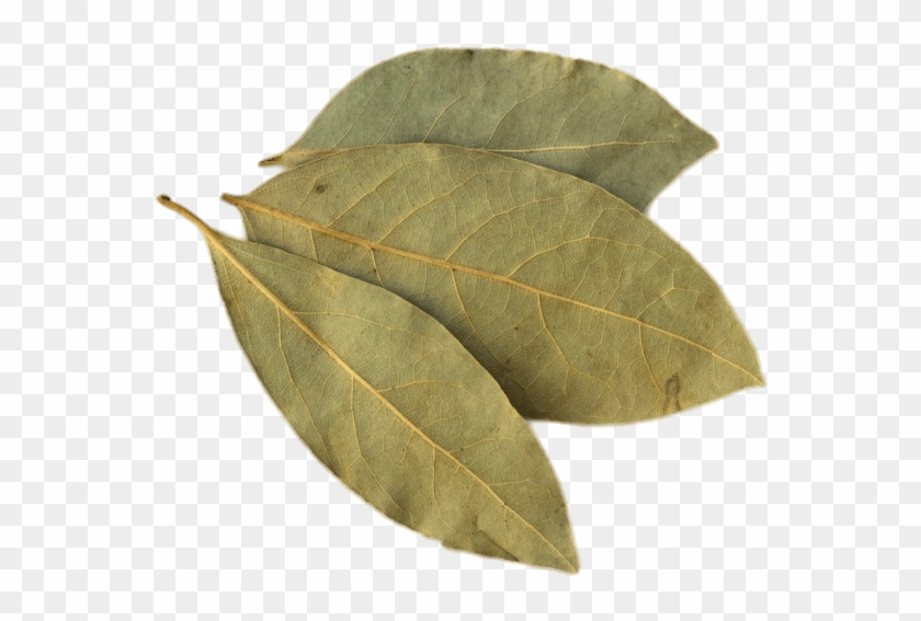 Descargar - Uses Of Tej Patta Clipart