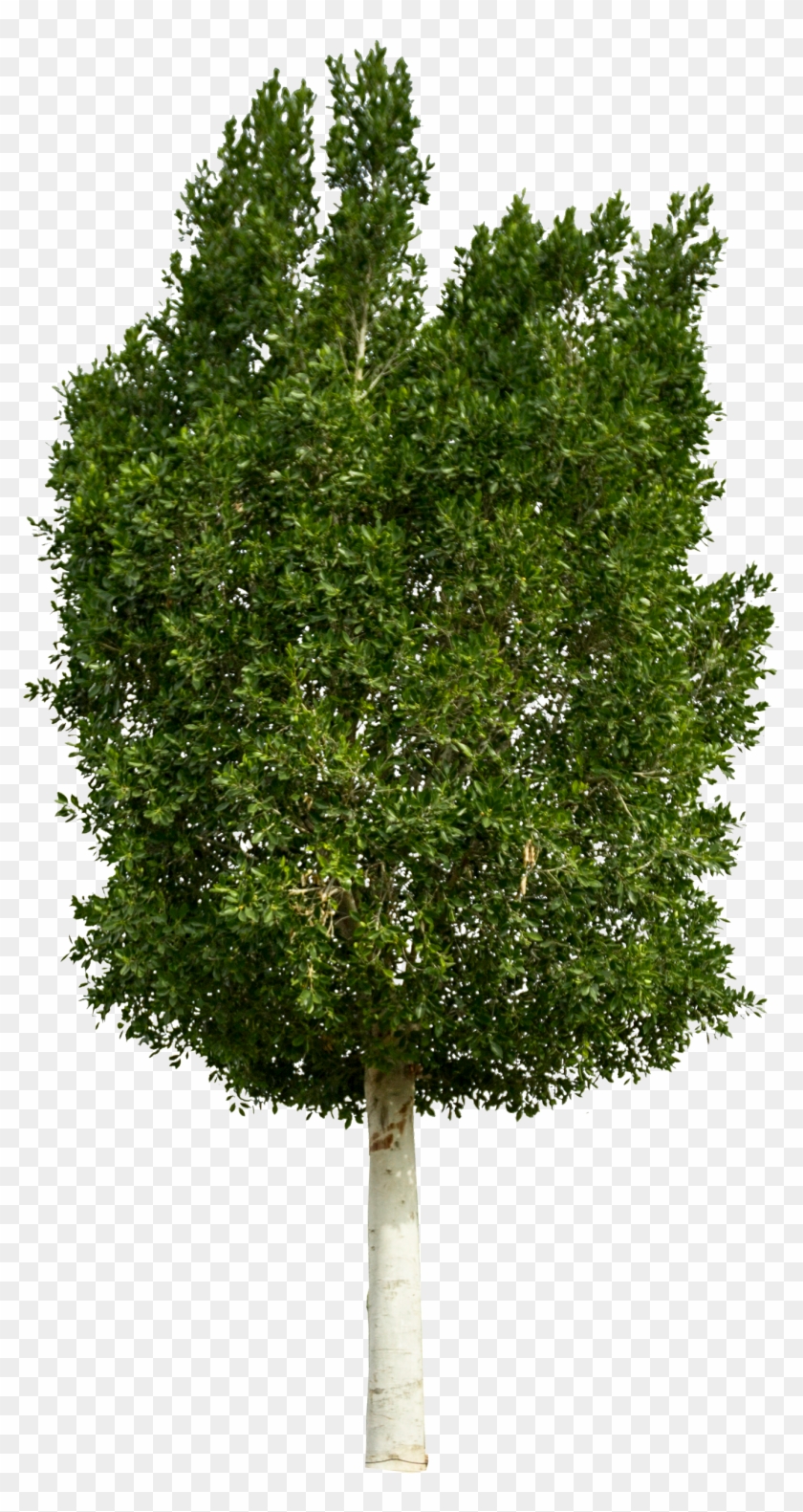 Backyard Builder Ficus - Ficus Nitida Tree Png Clipart #277693