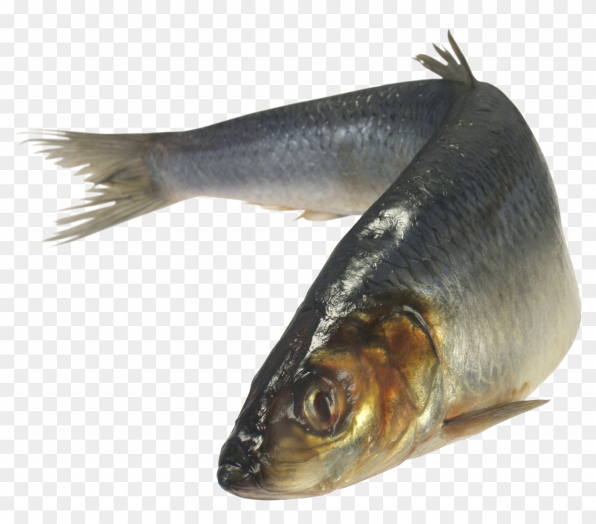 Fish Png Clipart