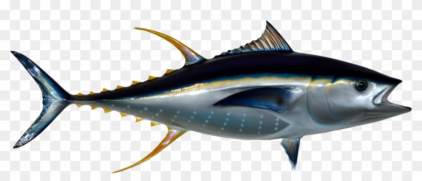 Tuna Fish - Tuna Fish Png Clipart #279957