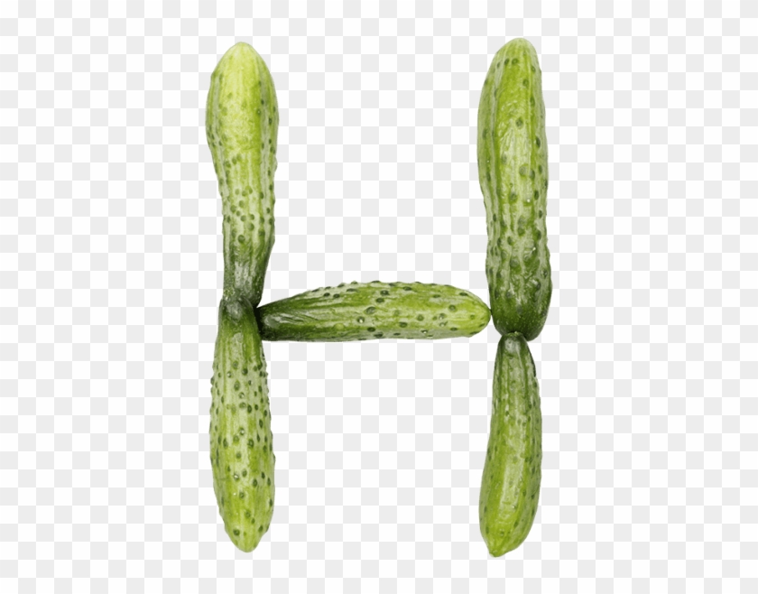 Cucumber Font - Weberocereus Clipart #279980