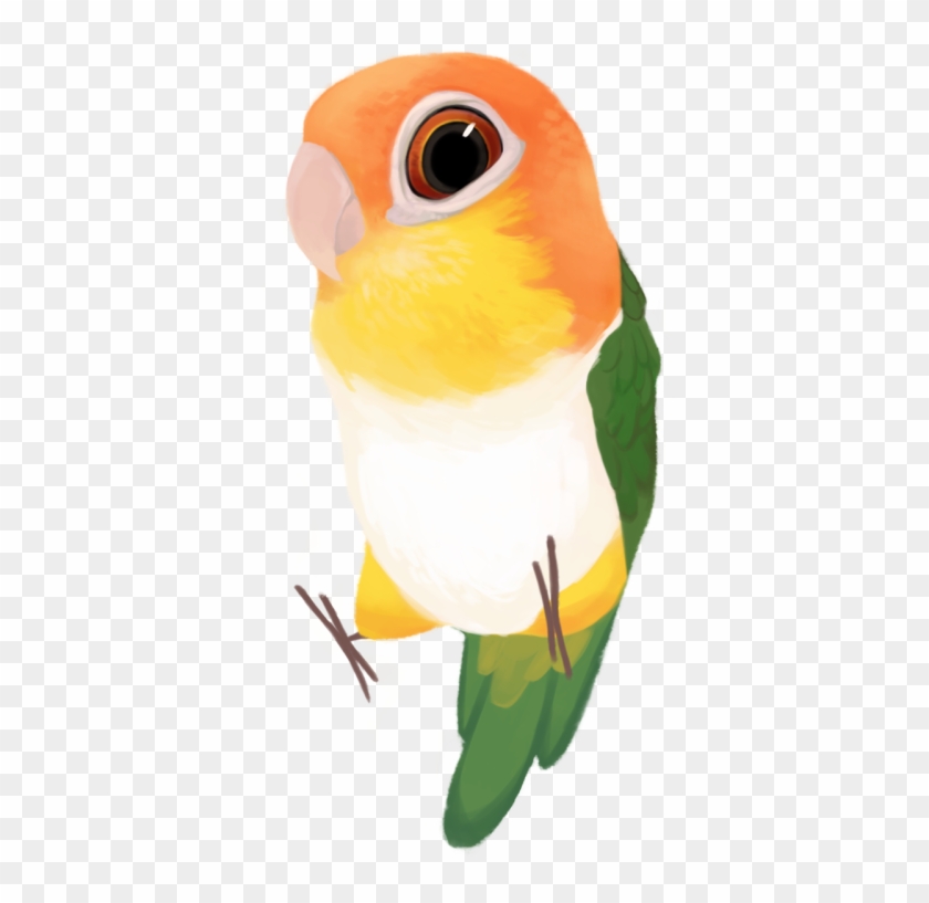 White-bellied Parrot Pionites Leucogaster - Parrot Png Clipart