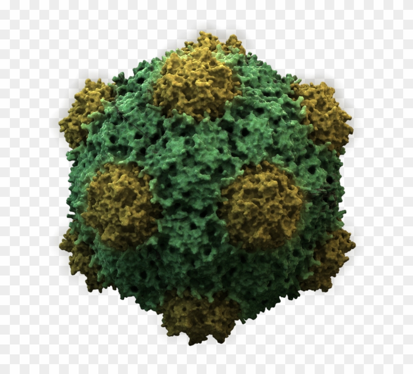 Virus Transparent Microscopic - Do Viruses Survive Outside The Host Clipart
