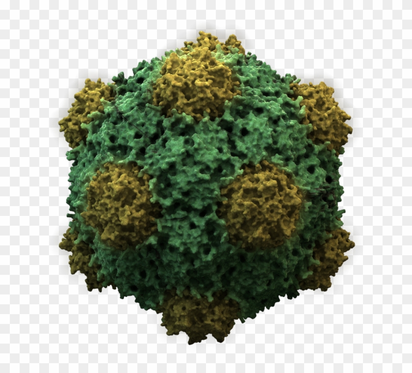 Virus Transparent Microscopic - Do Viruses Survive Outside The Host Clipart #2702533