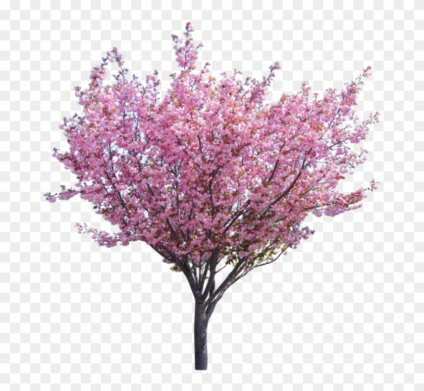 Tree Surgery & Consultancy Company Based In The North - Eastern Redbud Png Clipart