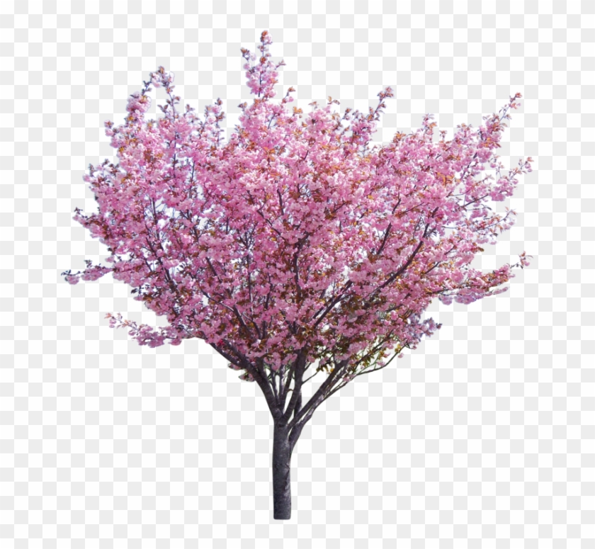 Tree Surgery & Consultancy Company Based In The North - Eastern Redbud Png Clipart #2703400