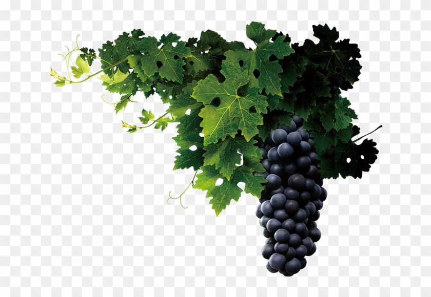 Grapes Png Clipart Background - Lucas 3 8 9 Transparent Png #2704218