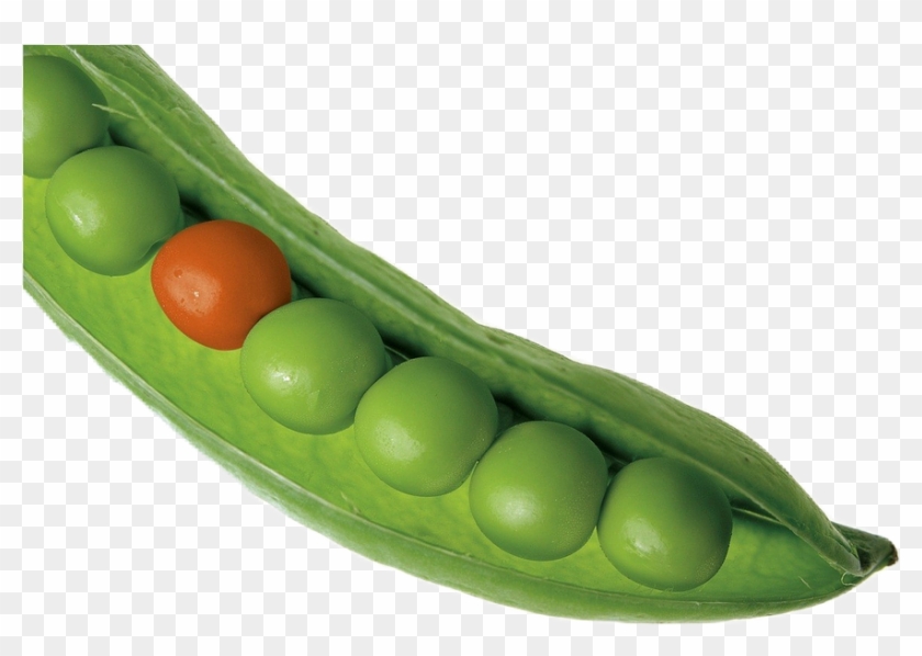 Single Cause Fallacy Ads Clipart