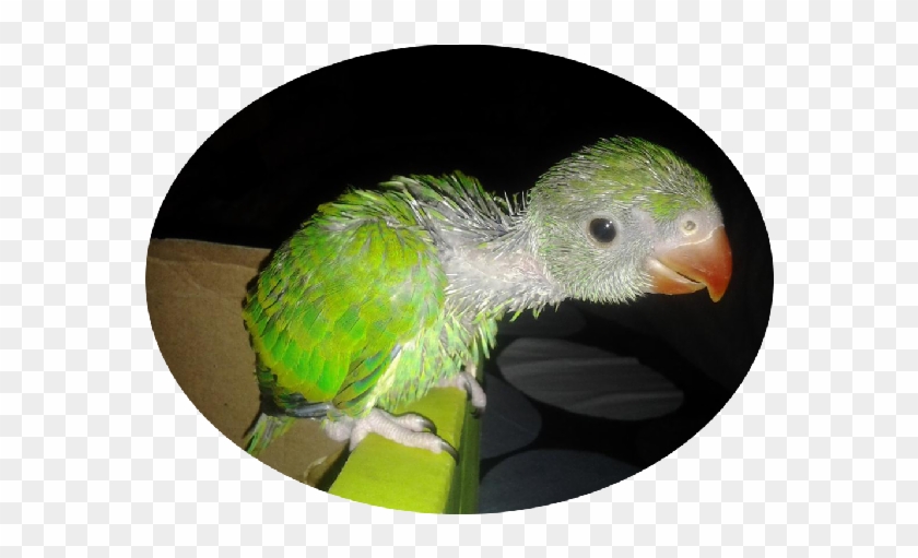Indian Ring Parakeet Babies - Parrot Clipart