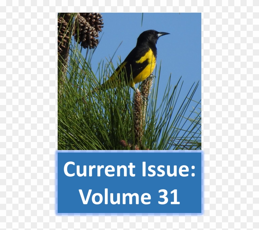 Editor In Chief - Boat Tailed Grackle Clipart