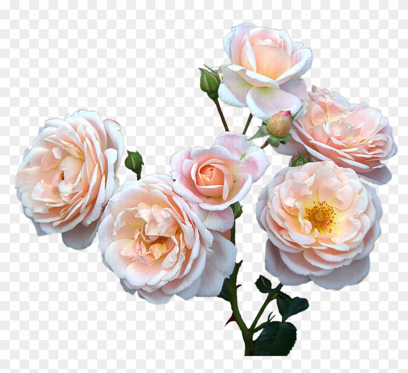 Roses Free,mother's Day,women's Day, - Good Morning Smiley Rose Clipart #2705735