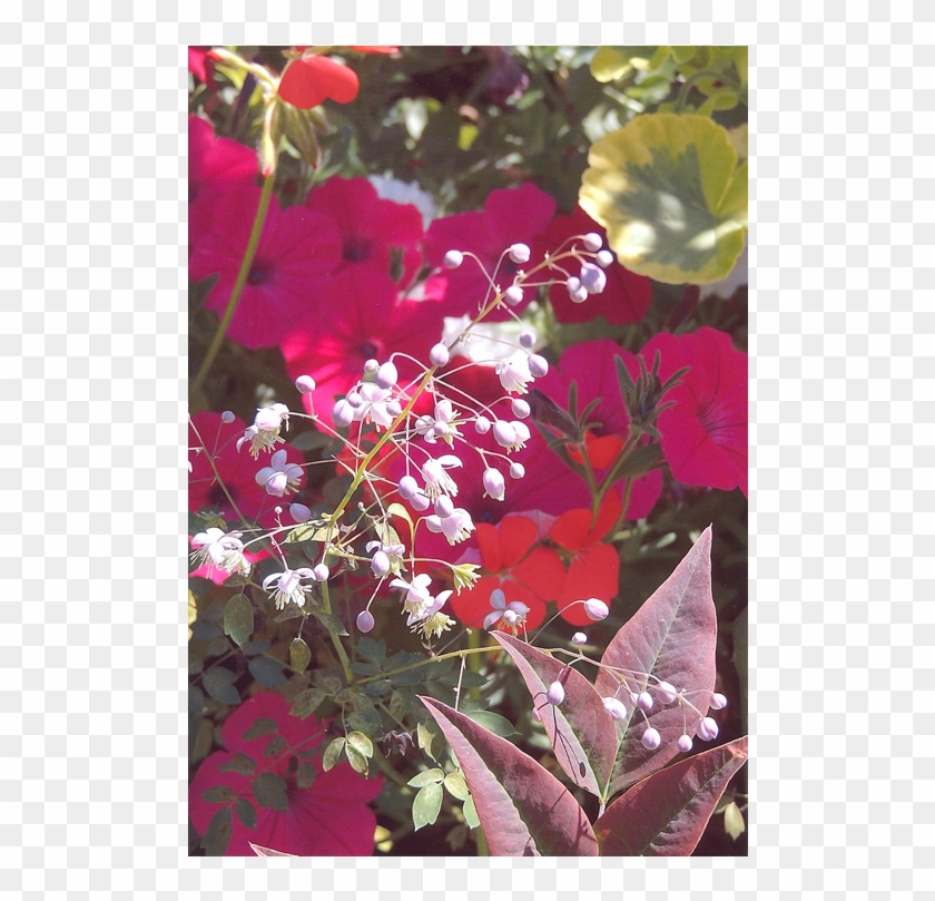 View Of A Garden - Bougainvillea Clipart