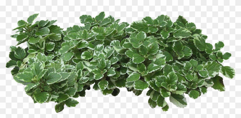 Feather Grass Cutout - Parterre De Fleur Png Clipart