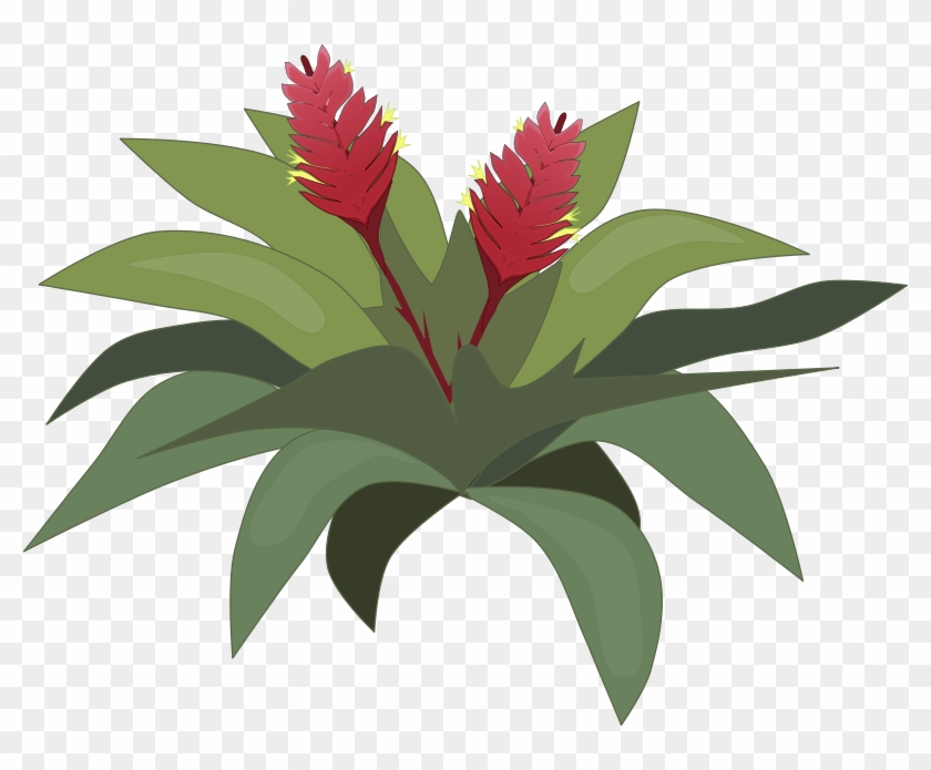 Free To Use Public Domain Plants Clip Art - Bromeliad Clipart - Png Download #2709323