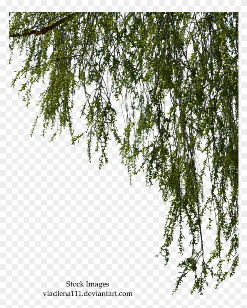 Branches By Vladlena - Willow Tree Branch Png Clipart #2710300