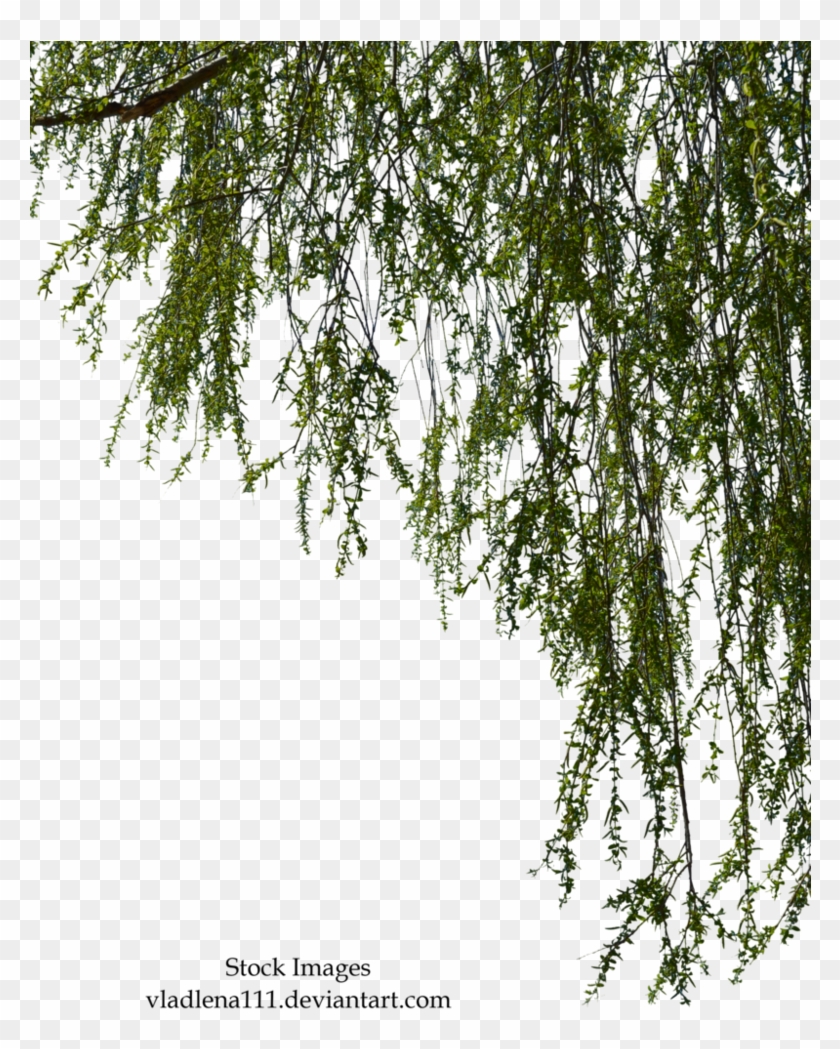 Branches By Vladlena - Willow Tree Branch Png Clipart